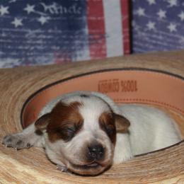Girl 2 - Australian Cattle Dog puppy in Helena, Montana from Spring Haven Heelers