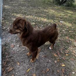 Miniature Australian Shepherd All Grown Up from Sun & Moon Aussies