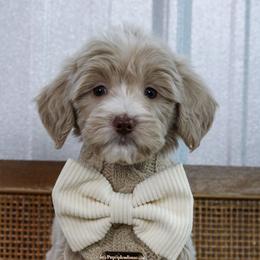 Coast - Apricot male Goldendoodle puppy in Warsaw, Ohio from Lovabledoodles