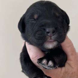 Boy 2 - Assorted Doodle Crosses puppy from CelticDoods