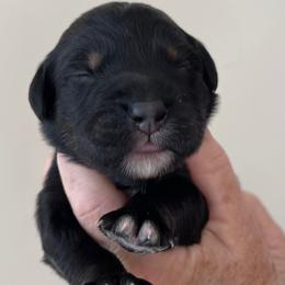 Boy 2 - Assorted Doodle Crosses puppy from CelticDoods