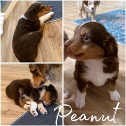 Peanut - Red tri male Miniature Australian Shepherd puppy in Pinnacle, North Carolina from Higher Elevations Mini Aussies
