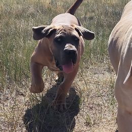 Boerboel Puppies from Standing Stone Boerboels