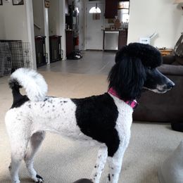 MONET - Poodle