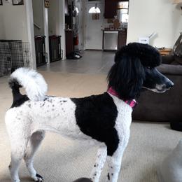 MONET - Poodle