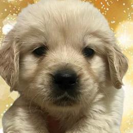 Light blue male - Golden male Golden Retriever puppy in Jesup, Georgia from Painted Platinum Retrievers (Painted Platinum Kennel) PPK