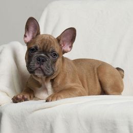 BABY BOY - Blue fawn French Bulldog puppy in Austin, Texas from Ryder Pups