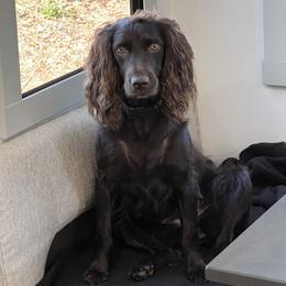 Java - Boykin Spaniel