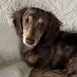 Dachshunds from Mallard's Miniature Dachshunds