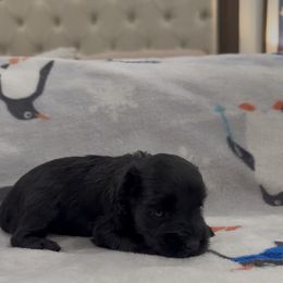 Girl 2 - Black female Miniature Schnauzer puppy in Seagoville, Texas from JC miniature schnauzers