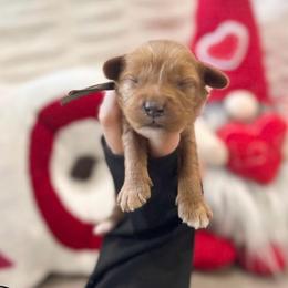 Teddy - Red male Australian Labradoodle puppy in Palmdale, California from Doodles_Ko