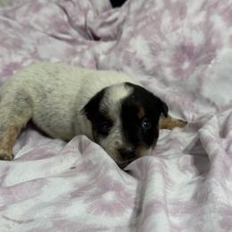 Boy 3 - Blue speckled male Australian Cattle Dog puppy in Concrete, Washington from Back Country Australian Cattle dogs