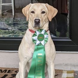 Labrador Retrievers from Terril DeHaan's Labrador Retrievers