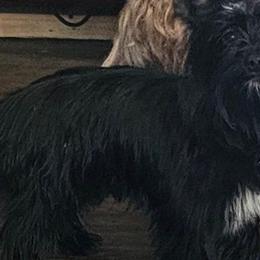 Rudy - Yorkshire Terrier