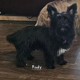 Rudy - Yorkshire Terrier