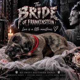 Bride - Merle female Great Dane puppy in Montgomery, Texas from KD Sweet Southern Danes