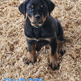 Blue Collar Girl - Black and mahogany female Rottweiler puppy in Worley, Idaho from Templinhaus Rottweilers