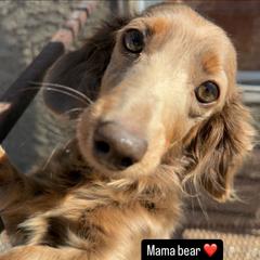 Princess - Dachshund