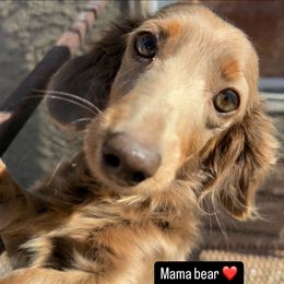 Princess - Dachshund