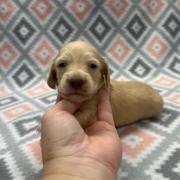 PURPLE COLLAR GIRL 4 - Cream female Dachshund puppy in Hoover, Alabama from Tide Town Doxies