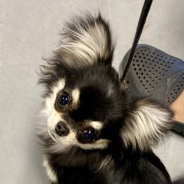 Fiona - Chihuahua