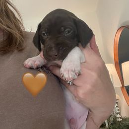 Jinks - Orange Collar - Liver and white male German Shorthaired Pointer puppy in Conroe, Texas from Tipsy Rabbit GSP TopDog Kennel