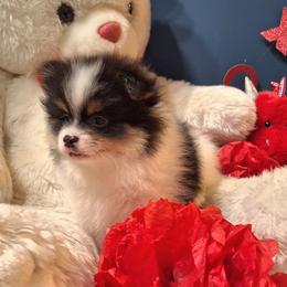 Rosemary - Tri-colored female Pomeranian puppy in Tampa, St Petersburg, Florida from Diana's Pomeranians
