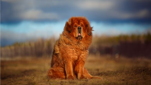 Find Tibetan Mastiff puppies for sale