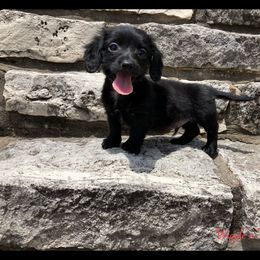 Dachshund and Pug Puppies from Wiggle'n V Ranch