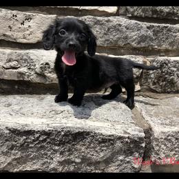 Dachshund and Pug Puppies from Wiggle'n V Ranch