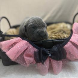 Morticia - Gray female Cane Corso puppy in Russellville, Missouri from Soaring Royalty Canines LLC