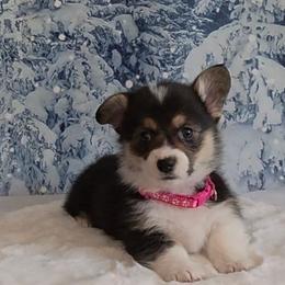Miss Molly Pink collar - Black and tan female Pembroke Welsh Corgi puppy in Grass Valley, California from Triple M Ranch Corgi's