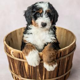 Mozzy - Tri-color female Bernedoodle puppy in Lititz, Pennsylvania from Sleepy Hollow Acres