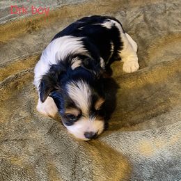 Biewer Terrier Puppies from Great Scotts Biewers