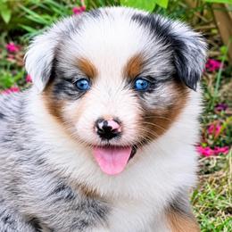 Tequila - Blue merle female Australian Shepherd puppy in Howardsville, Virginia from Spectacular Aussies and Cavaliers