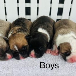 American Pit Bull Terrier and Greyhound Puppies from West Winds American Pit Bull Terriers