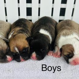 American Pit Bull Terrier and Greyhound Puppies from West Winds American Pit Bull Terriers