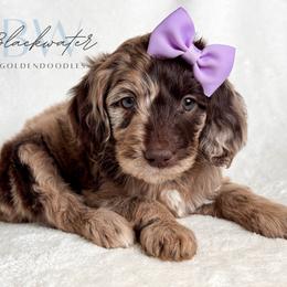 Ember - Merle female Goldendoodle puppy in Amarillo, Texas from Blackwater Doodles