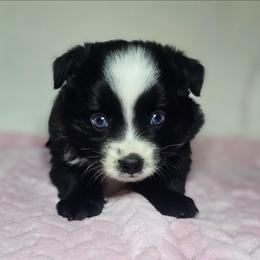 Mulberry - Black & white female Miniature Australian Shepherd puppy in Owensboro, Kentucky from JnT's Bluegrass Mini Aussies