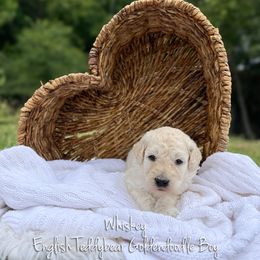 Whiskey English Teddybear - Apricot male Goldendoodle puppy in Grove, Oklahoma from Guinn Family Farms