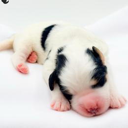 Lyn - Tri-color female Bernedoodle puppy in Tipton, Indiana from Country Creek Doodles