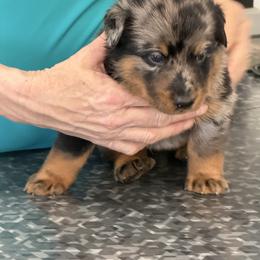 Harl Male - Harlequin male Beauceron puppy in Floyd’s Knobs, Indiana from Birdwing Beaucerons