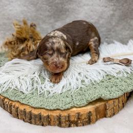 Falcon - Merle male Goldendoodle puppy in Williamson, New York from Lakeside Doodles