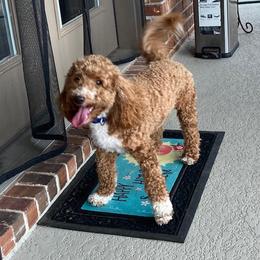 Bernedoodle and Goldendoodle All Grown Up from Gracie's Goldendoodles and Bernedoodles