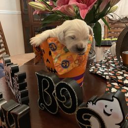 Golden Retriever Puppies from Tupelo Honey Farm's Golden Retrievers