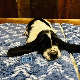 BB1 - Black and white male Basset Hound puppy in Britton, South Dakota from K&S Canines