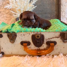 Greene - Chocolate and tan male Shih Tzu puppy in Success, Missouri from Sweet Success