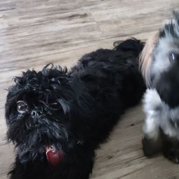 Shih Tzus from Bella's Babies