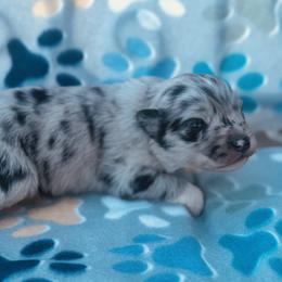 Girl 2 - Blue merle female Australian Shepherd puppy in Oklahoma from DRB Dachshunds