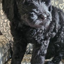 Valerie - Chocolate female Goldendoodle puppy in Kansas City, Missouri from Poppy's Doodles